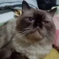 گربه هیمالین اصیل