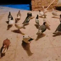 کبوتر در پرنده