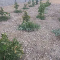 باغ ویلا، گلخانه|فروش خانه و ویلا|اهواز, کیانپارس |دیوار