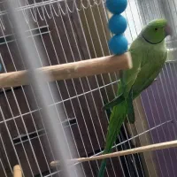 طوطی|پرنده|شیراز, بالا کفت|دیوار