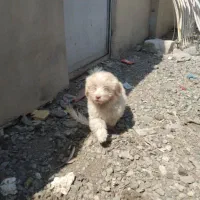 سگ پاکوتا