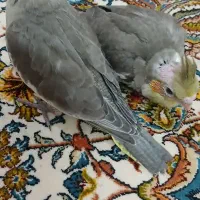 عروس هلندی به شرط سالمی|پرنده|قم, بلوار امین و ساحلی|دیوار