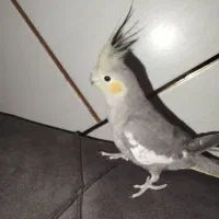 عروس هلندی نر جوان سرحال