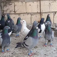 پلاکی بیرونی|پرنده|شیراز, شیخ علی چوپان|دیوار