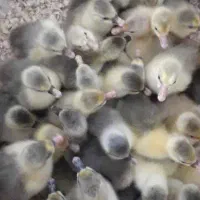 غاز،بوقلمون،مرغ،تخم نطفه دار،دستگاه جوجه کشی