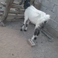 بز پاچن فروشی|حیوانات مزرعه|ایرانشهر, |دیوار