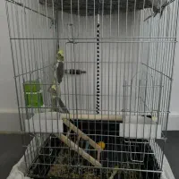 پرنده هلندی|پرنده|هشتگرد, تهران دشت|دیوار