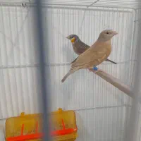 فنچ گلو بریده.    وفنچ باجوجه