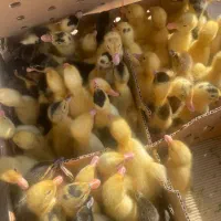 جوجه محلی اردک و رنگی|حیوانات مزرعه|برازجان, |دیوار