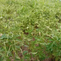 نشا گورجه فلفل  بادمجان