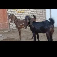 بزغاله ماده|حیوانات مزرعه|کاشمر, |دیوار