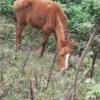 معاوضه هم انجام میدم با گوسفند چیزی ک به کارم بیاد