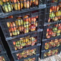 مخصوص صادرات