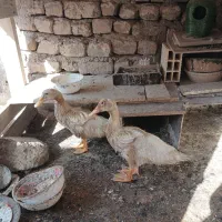 یه جفت اردک
