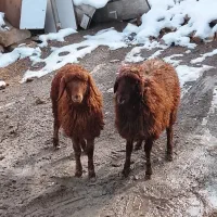 دوراس بره ماده کردی شیرمست یک راس بز بزغاله دار