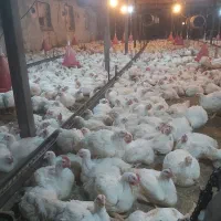 کارگر مرغداری