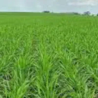 اجاره-یکساله-مزرعه