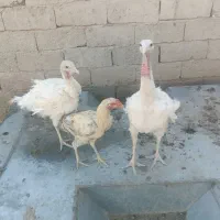 بوقلمون خروس