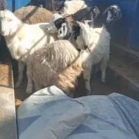 خرید و فروش