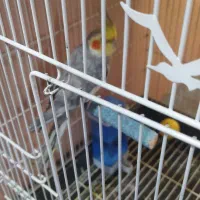 عروس هلندی نر