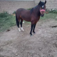 اسب نر بدون سواری