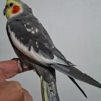 عروس هلندی آرام|پرنده|ماکو, |دیوار