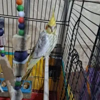 جفت عروس هلندی تخم گذار  توافقی