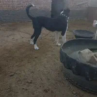 سگ ج|سگ|گرگان, |دیوار