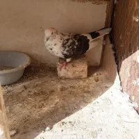 کبوتر|پرنده|تهران, شارق|دیوار