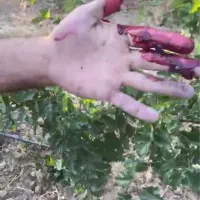 انگور سیاه سردشتی درجه یک