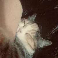 واگذاری گربه ماده|گربه|یزد, |دیوار