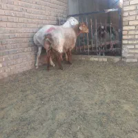 میش عربی در تربت جام