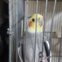 عروس هلندی|پرنده|پاکدشت, حصار امیر|دیوار