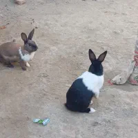 خرگوش نر و ماده اهلی