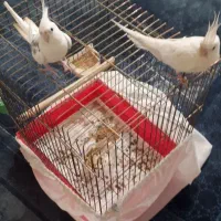 عروس هلندی|پرنده|رشت, استقامت ۲|دیوار