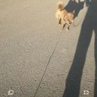 سگ پامر|سگ|سلماس, |دیوار