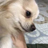 پامرامین