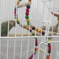 جفت گرینچیک|پرنده|نیشابور, شهرک قدس|دیوار