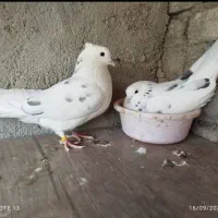 دو جفت نر و ماده