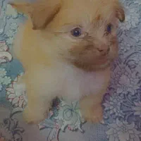 سگ به همراه وسایل ۵۸۰۰