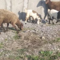 بزغاله ماده