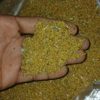 بذر علف یا  یونج محلی تضمینی