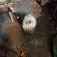 سگ پا کوتاه پیدا شده پشمالو وخونگی