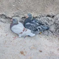 یک جفت جوجه کبوتر پلاکی مسافتی جاده