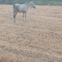 اسب نر ۲۱ ماهه