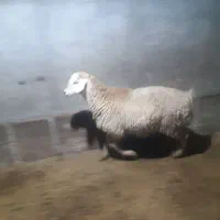 بره قوچ مغانی|حیوانات مزرعه|ارشق, |دیوار