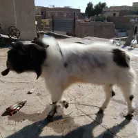 بز نر|حیوانات مزرعه|زاهدان, |دیوار