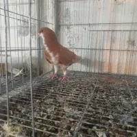 تعدادی کبوتر