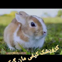 خرگوش