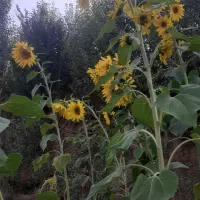 فروش باغ وزمین مزروعی|فروش زمین و ملک کلنگی|اشترینان, |دیوار